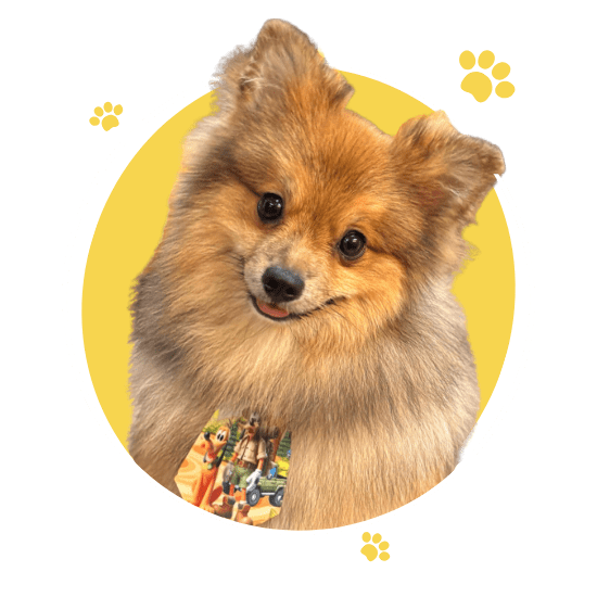 Petshop pepper pet