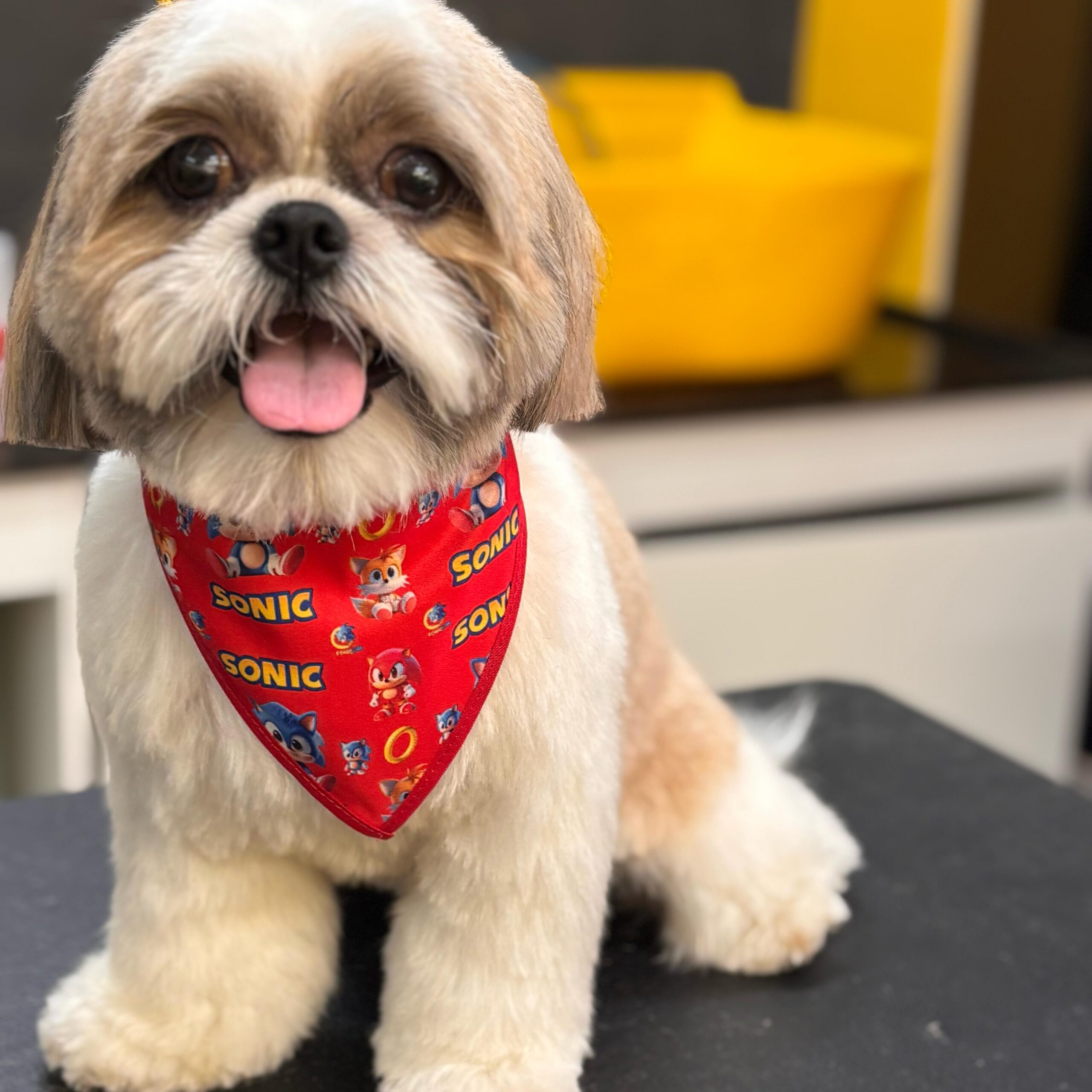 dog pepper pet