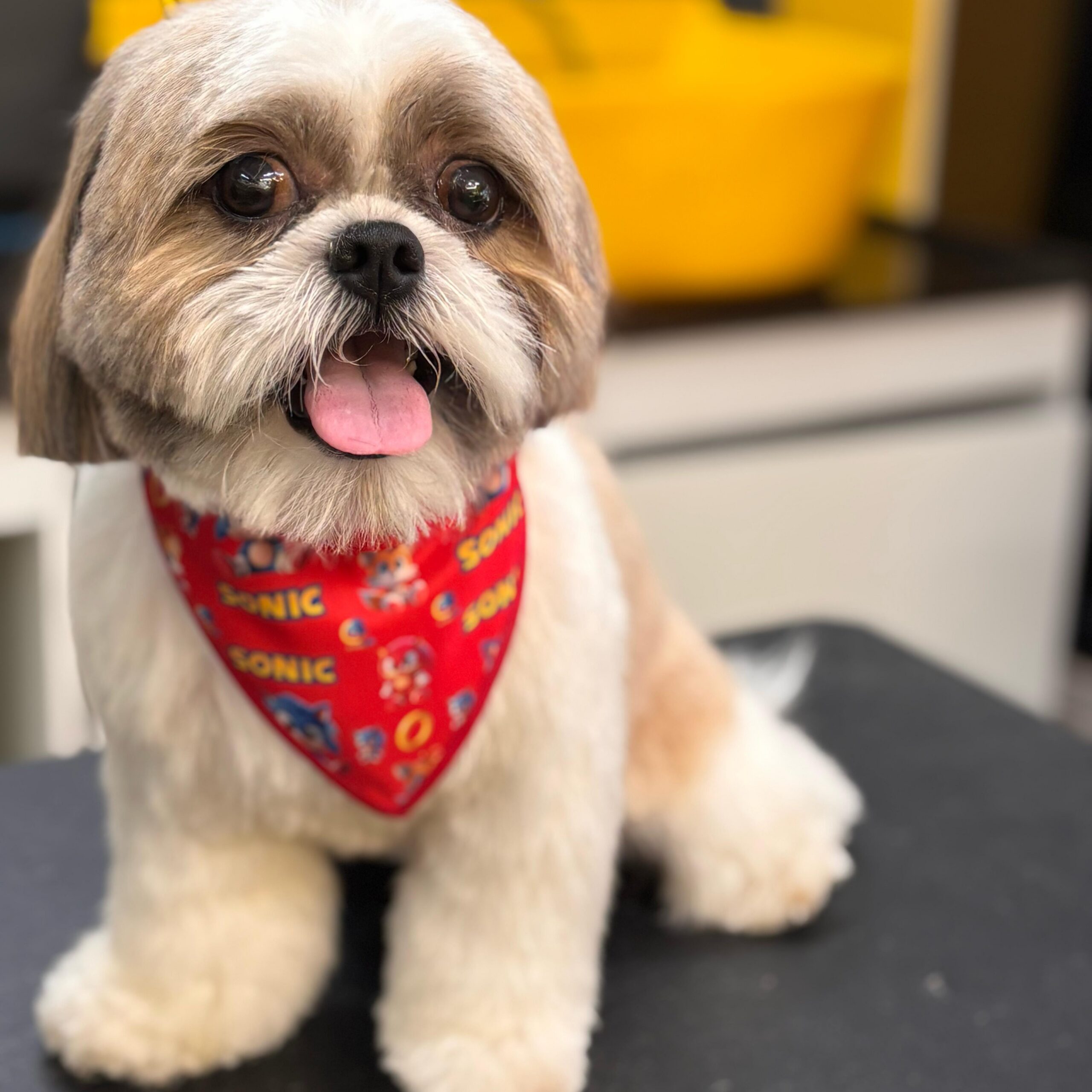 dog pepper pet