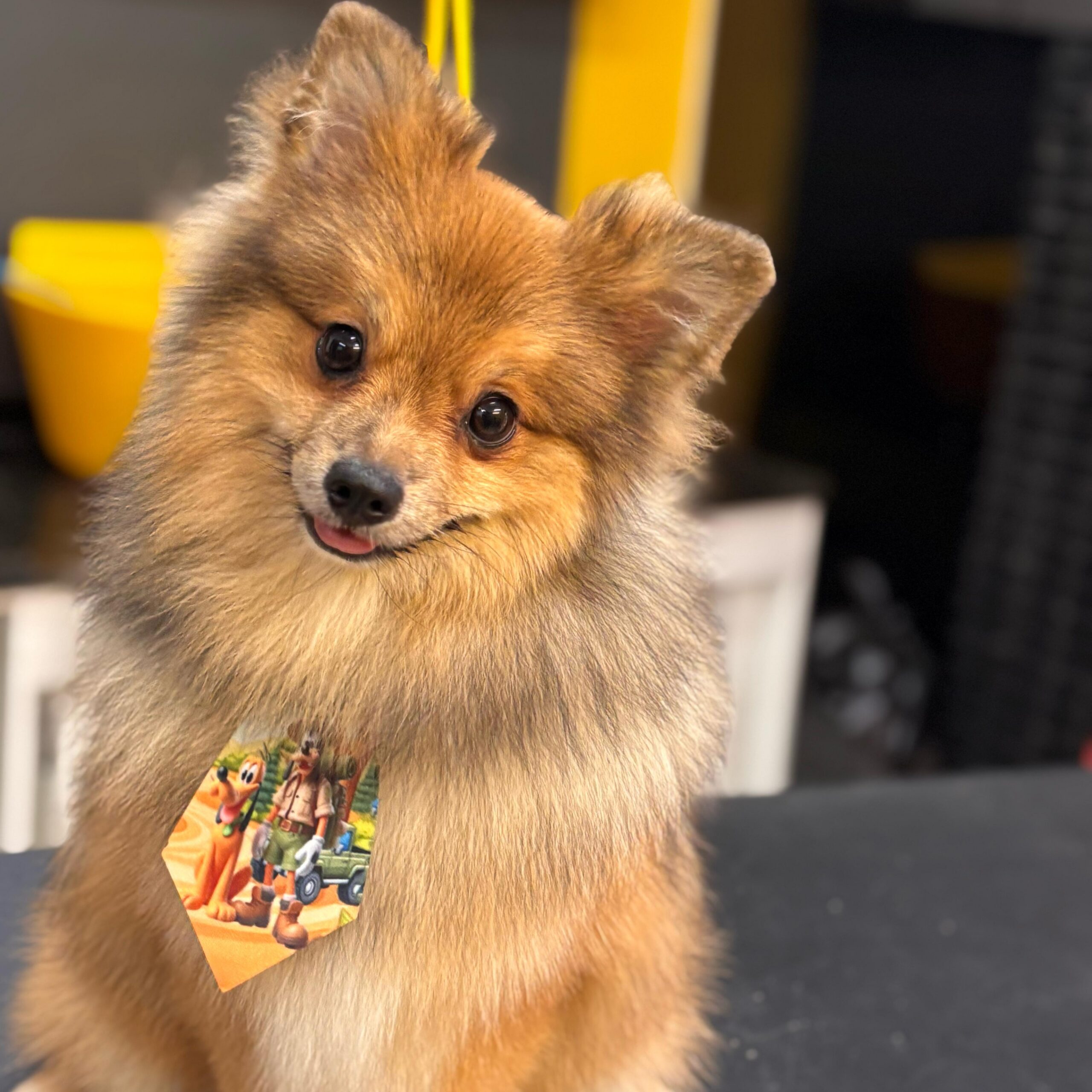 dog pepper pet