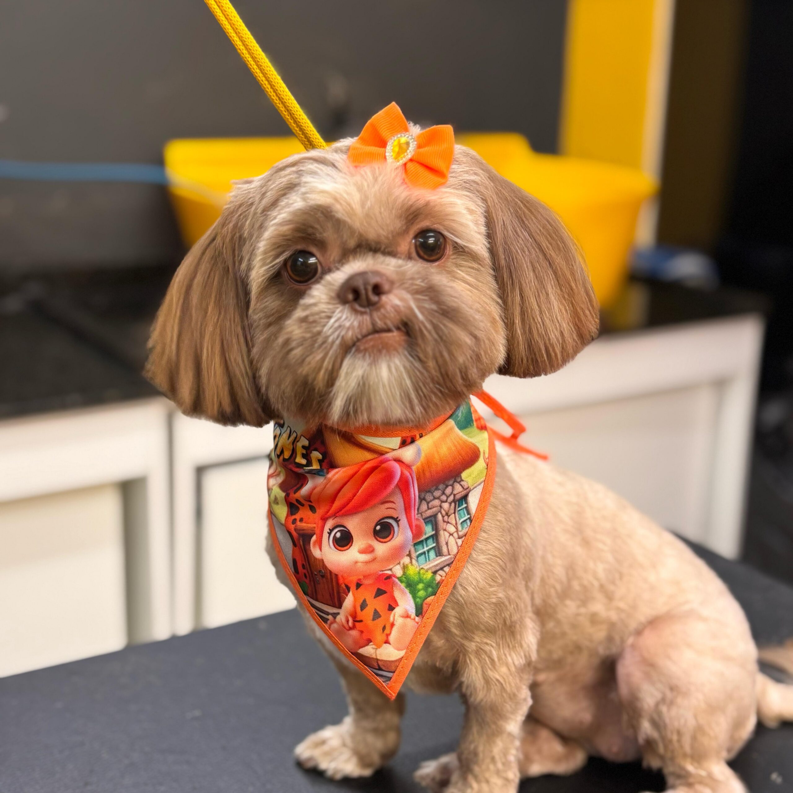 dog pepper pet