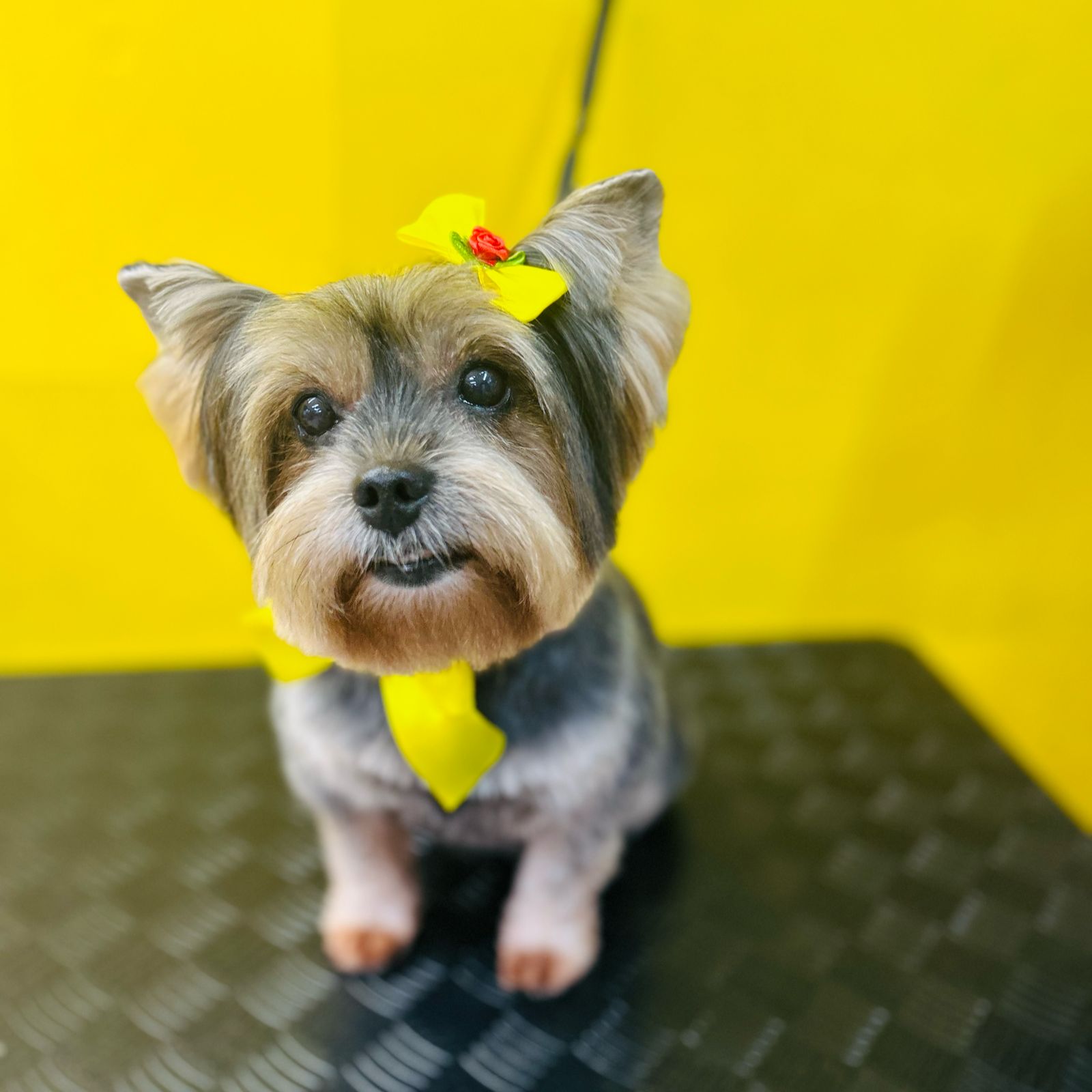 dog pepper pet