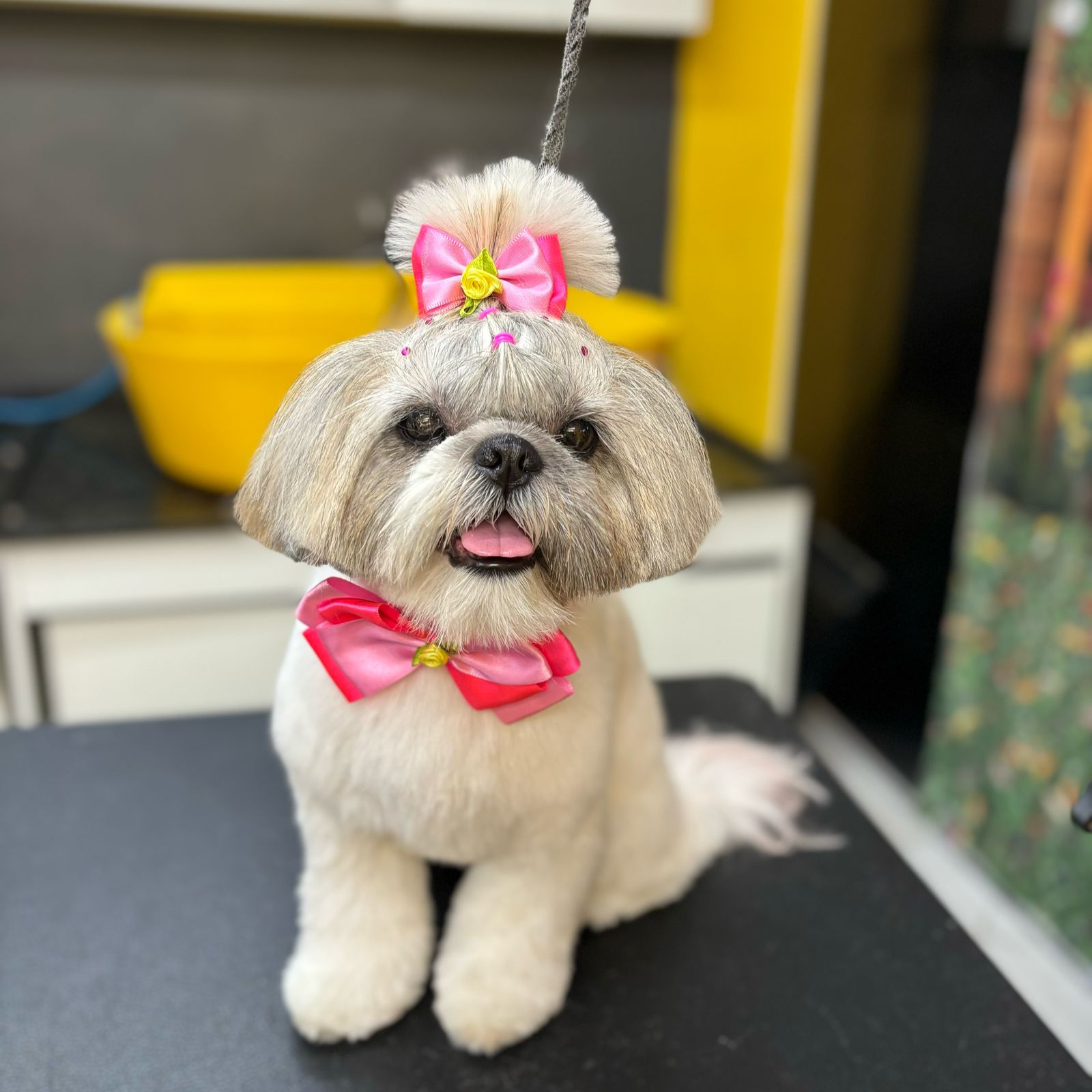dog pepper pet